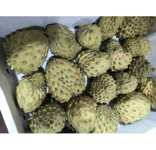 Atemoia - Cx. 4Kg