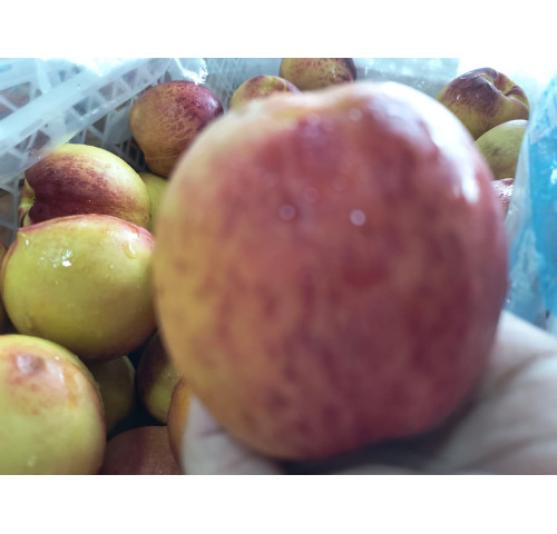 Pessego Importado-Cx. 8kg